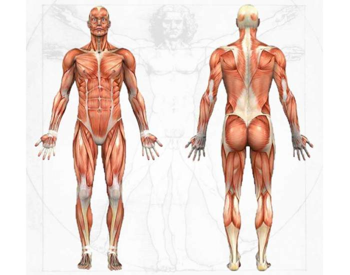 Muscles Test